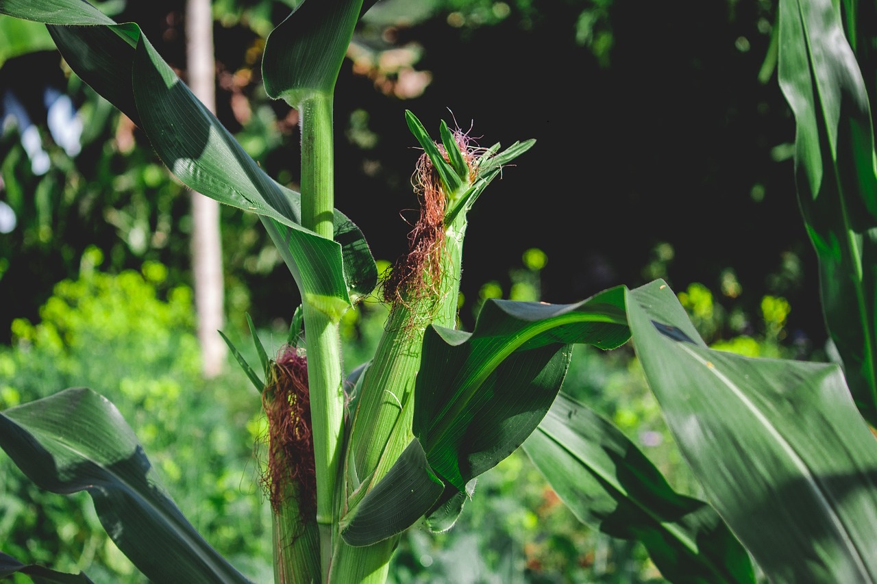 kukurydza wczesna charakterystyka